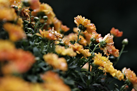 Morning Dew